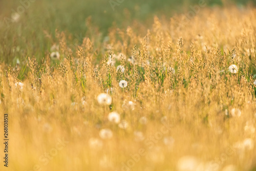 Tall grass and dandelions in evening sunlight.