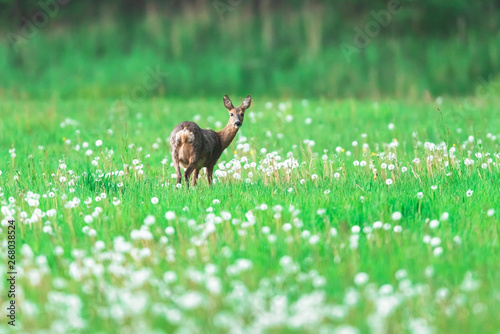 Roe deer in meadow with faded dandelions. © ysbrandcosijn