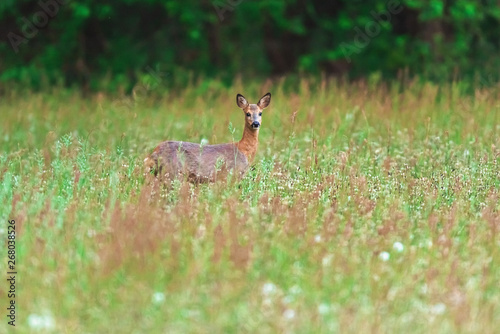Roe deer in meadow with tall grass in spring.