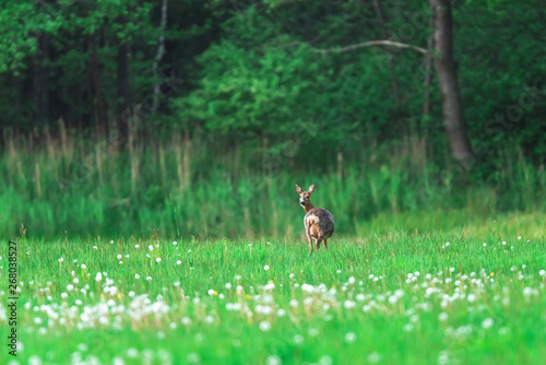 Roe deer in meadow with faded dandelions at forest edge.