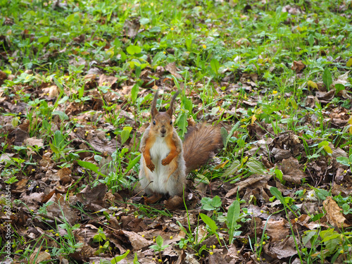 A cute red squirrel standing on the green grass of the forest, animal portrait close view