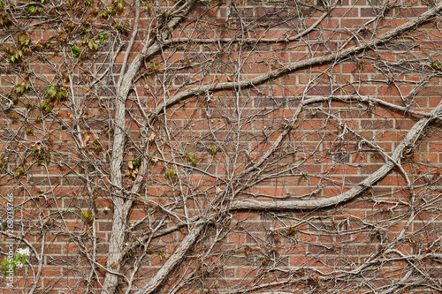 Reddish brown abstract brick wall background in common bond pattern with old bare wood vine branches © Cynthia