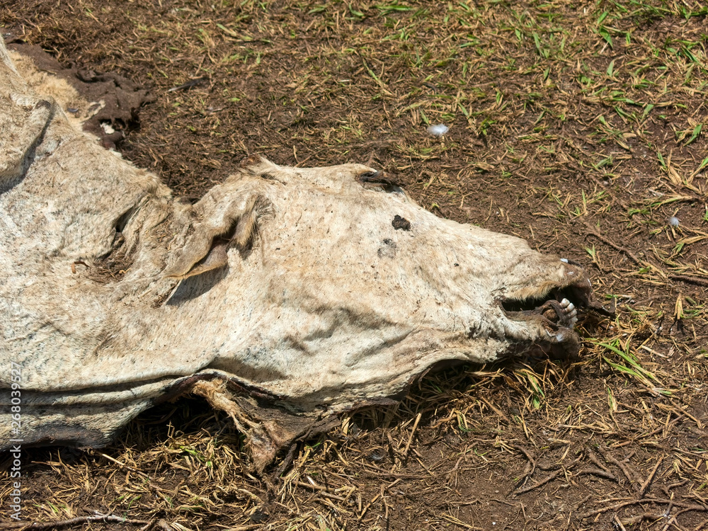 Naklejka premium Vaca Morta IMG_0834