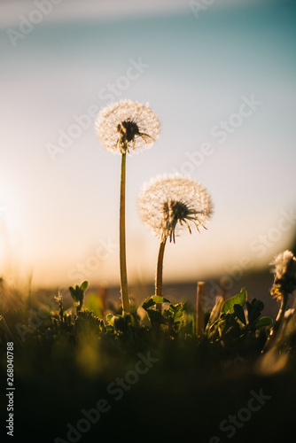 Warm summer evening with golden hour and dandelions