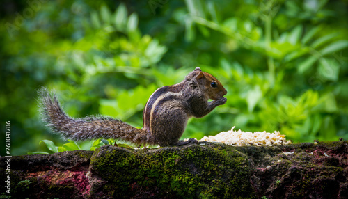 squirrel eating © jason