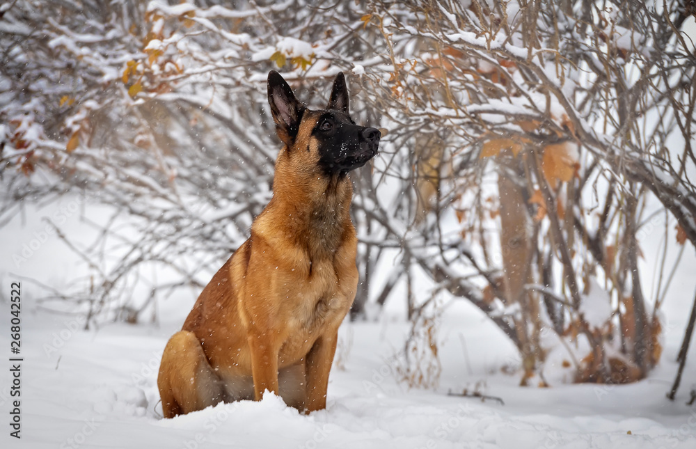 Puppy of the Belgian Shepherd Malinois against the background of the winter forest Puppy of the Belgian Shepherd Malinois against the background of the winter forest