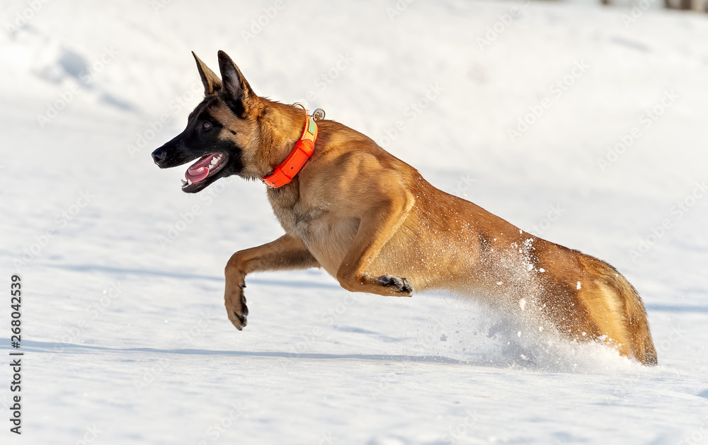 Graceful jump of a young Belgian Shepherd Malinois