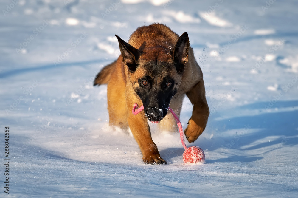 Naklejka premium Malinois puppy of belgian shepherd rushing with a red ball in his mouth across a snow field