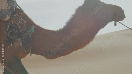 Line of camels with saddles and harnesses being led through the Sahara desert in Morocco by a traditionally dressed tour guide photo