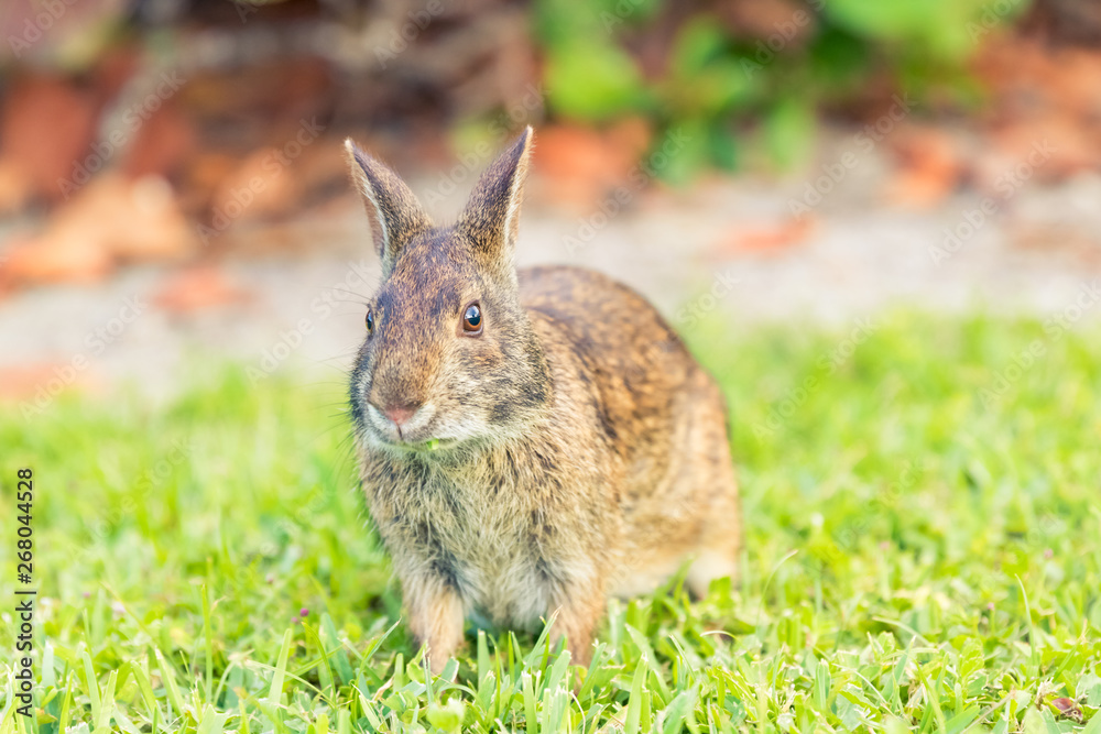 Wild rabbit eating grass in a field. Close up front angle view. Wild rabbit eating grass in a field. Close up front angle view.