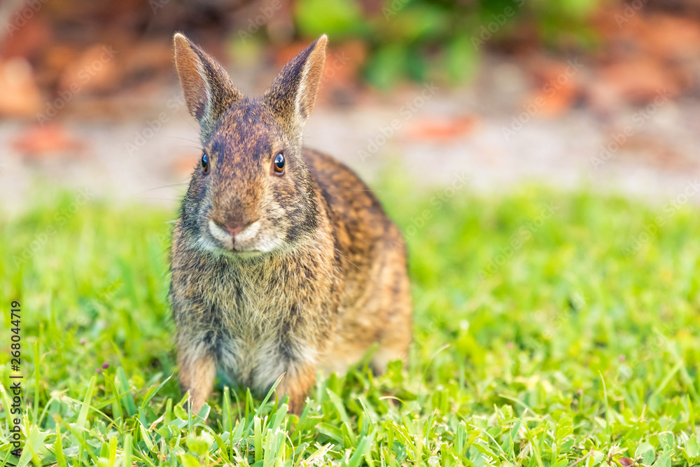 A wild brown North American rabbit sitting in an open grass field. A wild brown North American rabbit sitting in an open grass field.