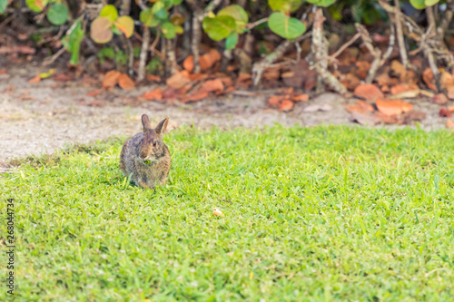Wild brown rabbit eating grass in a field.  Wide angle. © Ryan