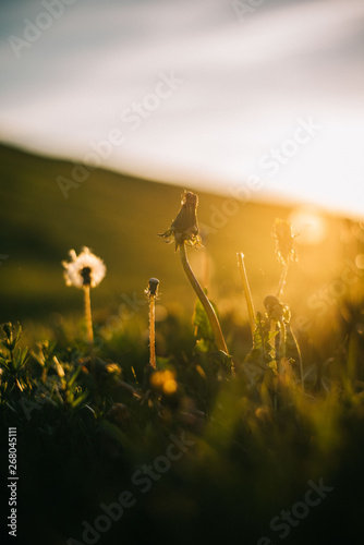 Warm summer evening with golden hour and dandelions