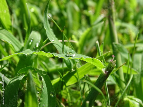 Gouttes de ros  e dans l herbe d un jardin