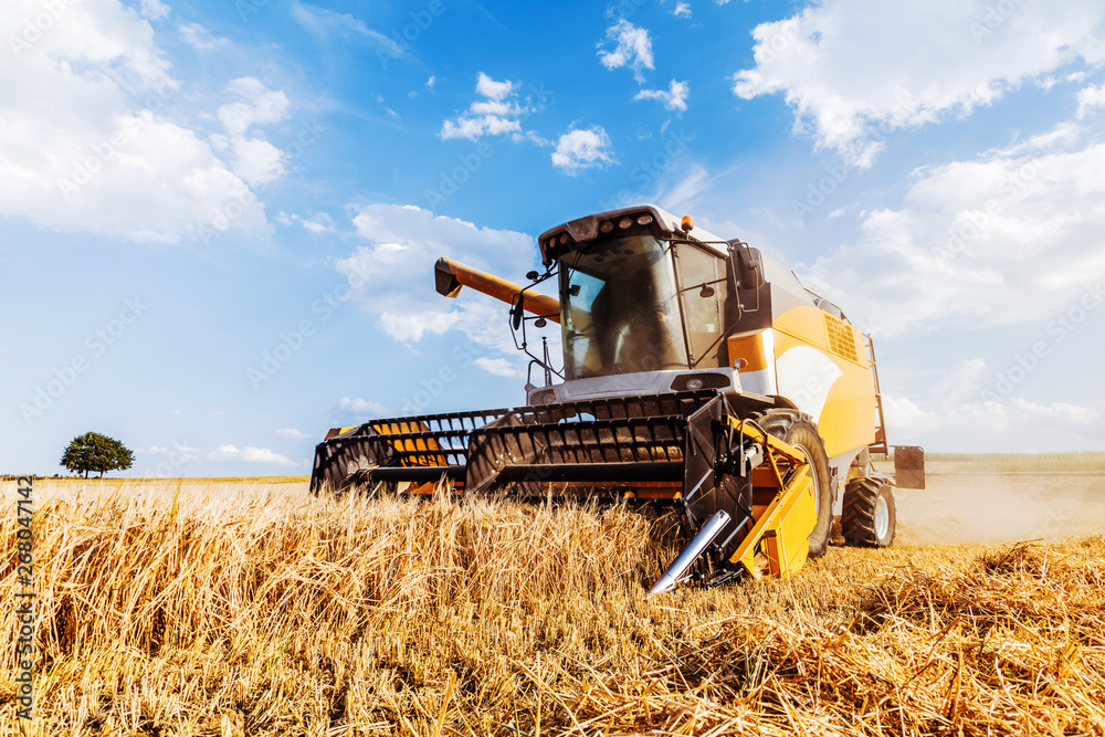 Fototapeta premium Combine harvester harvests ripe wheat. agriculture 
