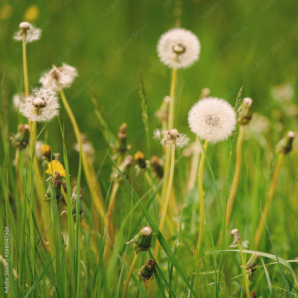 Lovely dandelion in the green grass. Spring & summer concept. Close-up photo of ripe dandelion. White flowers in green grass. Closeup of fluffy white dandelion in grass with field flowers. Lovely dandelion in the green grass. Spring & summer concept. Close-up photo of ripe dandelion. White flowers in green grass. Closeup of fluffy white dandelion in grass with field flowers.