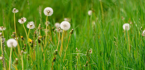 Lovely dandelion in the green grass. Spring & summer concept. Close-up photo of ripe dandelion. White flowers in green grass. Closeup of fluffy white dandelion in grass with field flowers.