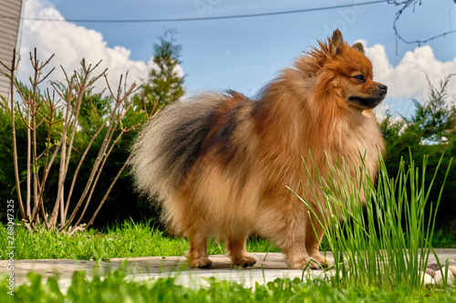 Spitz dog breed against the sky and nature