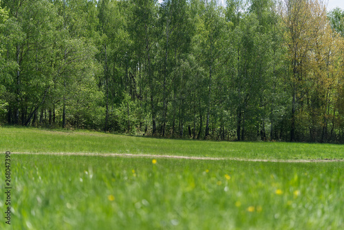Green mountain meadow with the forest pathway and the birch grove in the background. Natural environment.