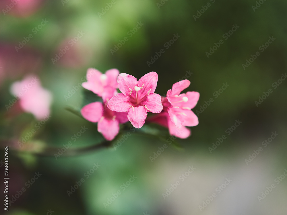 pink flower in the garden