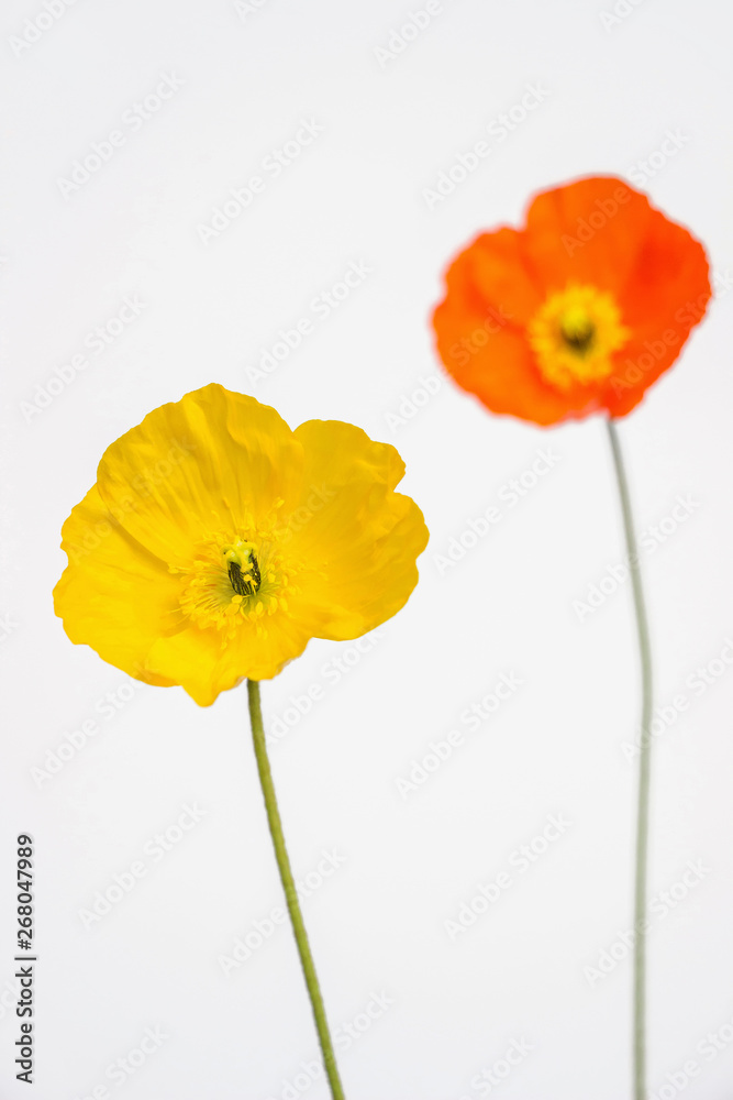 Fototapeta premium yellow and orange poppy flowers on white background
