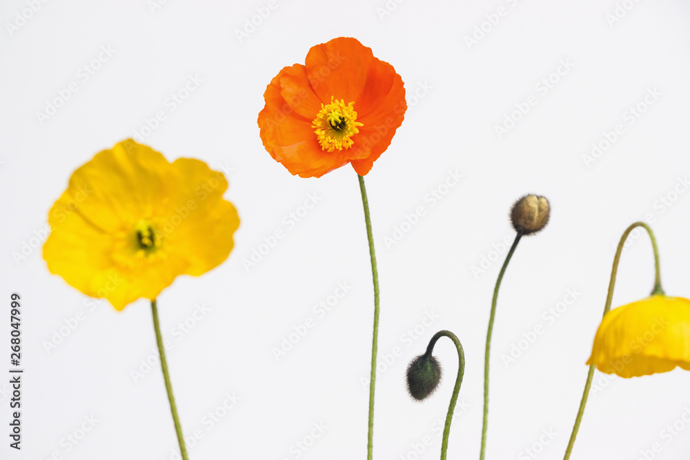 Fototapeta premium yellow and orange poppy flowers on white background