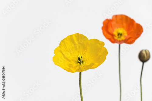 yellow and orange poppy flower on white background 