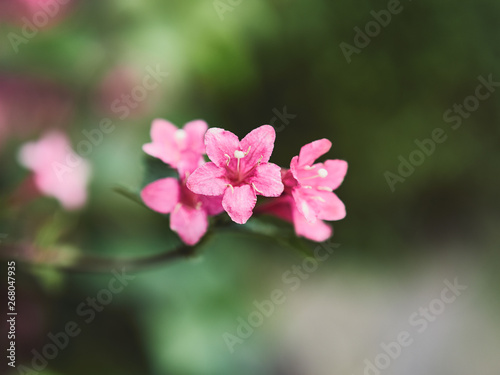 pink flower in the garden