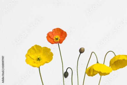 Fototapeta Naklejka Na Ścianę i Meble -  yellow and orange poppy flower on white background	