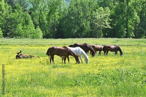Horses and Yellow Wildflowers