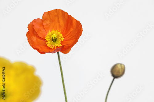 yellow and orange poppy flower on white background 