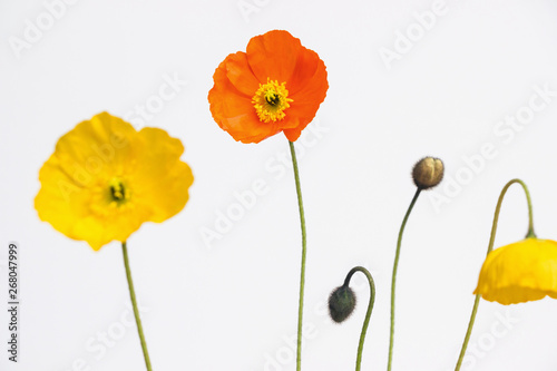 Fototapeta Naklejka Na Ścianę i Meble -  yellow and orange poppy flowers on white background