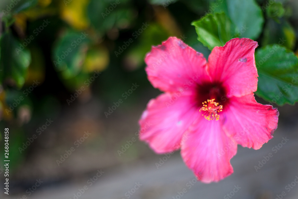 Pink hibiscus. Blooming green bush with hibiscus flowers. Pink hibiscus. Blooming green bush with hibiscus flowers.