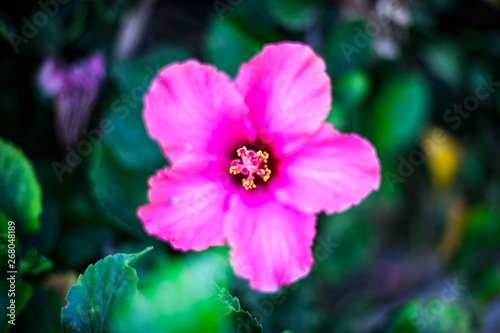 Pink hibiscus. Blooming green bush with hibiscus flowers.