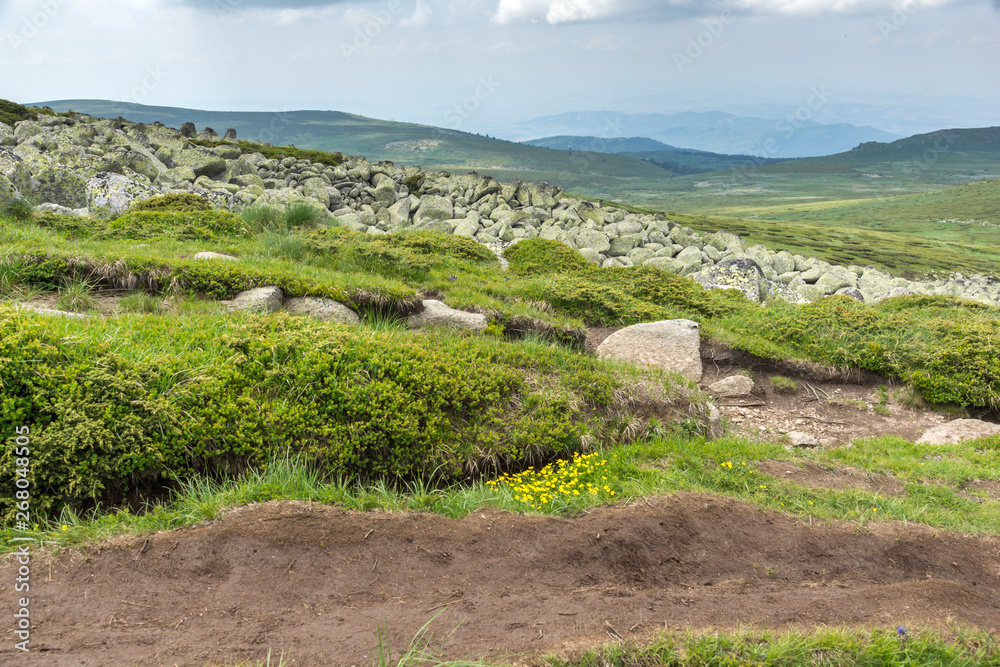 Green hills of Vitosha Mountain near Cherni Vrah Peak, Sofia City Region, Bulgaria