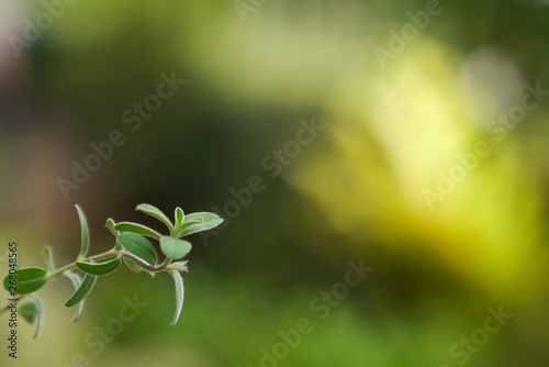 Closeup nature view of green leaf on blurred greenery background