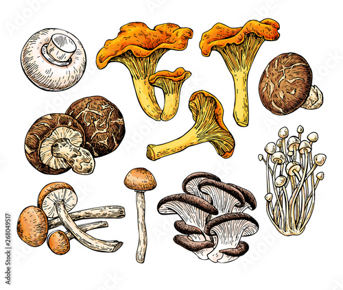 Mushroom hand drawn vector illustration. Sketch food drawing