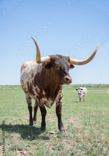 Texas longhorn bull steer cow with long horns in green pasture portrait closeup