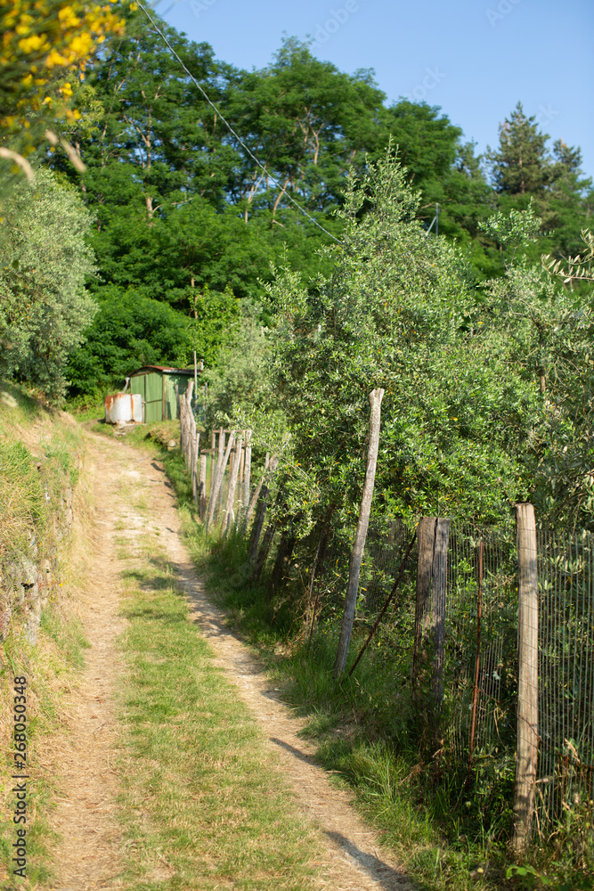 View of walking tracks through rural countryside
