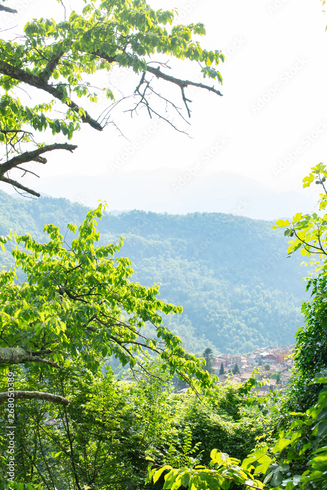 Fototapeta premium View through trees of distant hills