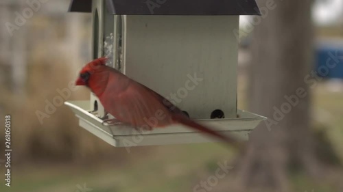 Cardinal Birds Getting Bird Seed