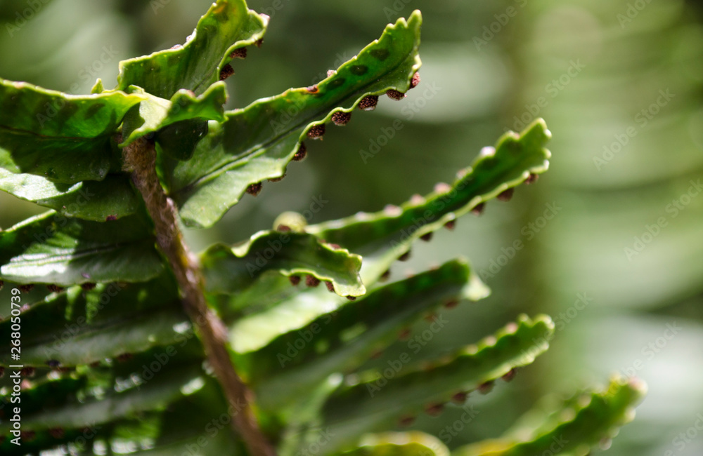 Fern close up Fern close up