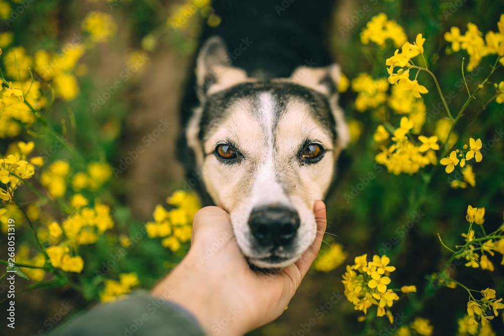 cute dog in the flowered summer field walks