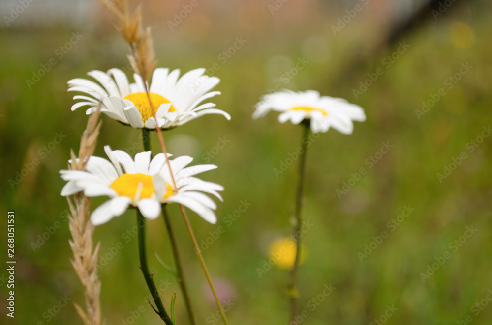 Daisies Daisies
