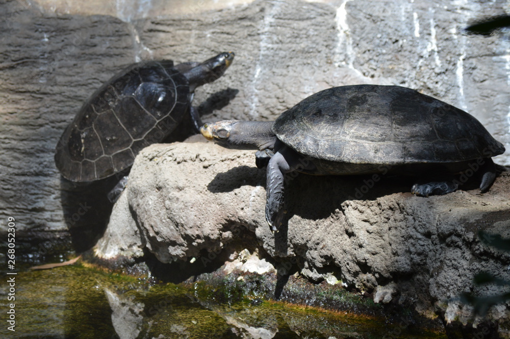 Fototapeta premium Turtles on a rock