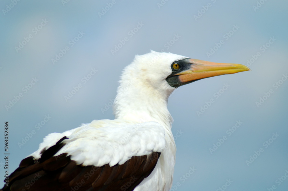 Portrait of the seabird, Masked Booby. Portrait of the seabird, Masked Booby.