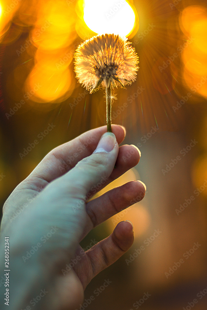 Fototapeta premium A hand holding a plant in the summer