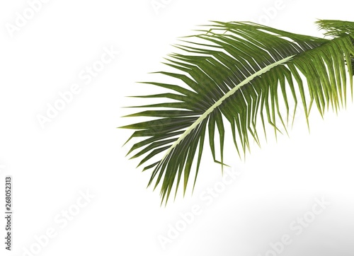 Palm Tree in Studio 3D Rendering