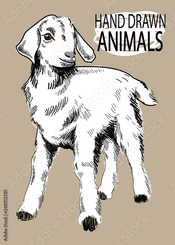 Kid. Drawing by hand in vintage style. Cute little goat.