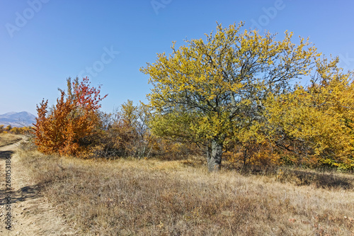 Autumn panorama of Cherna Gora (Monte Negro) mountain, Pernik Region, Bulgaria